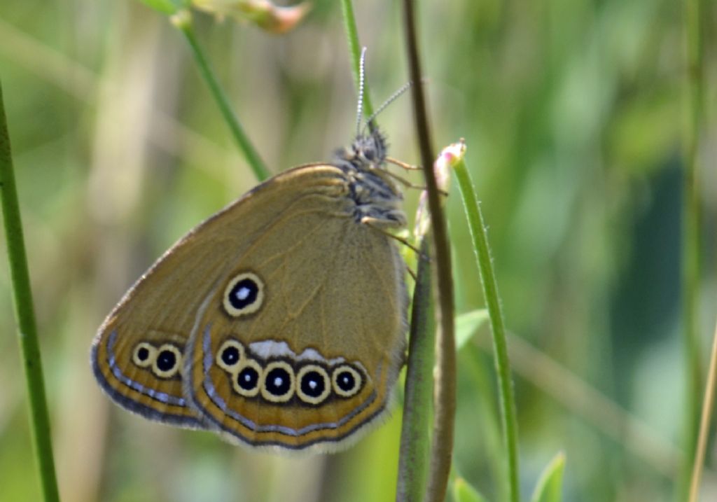 Coenonympha oedippus